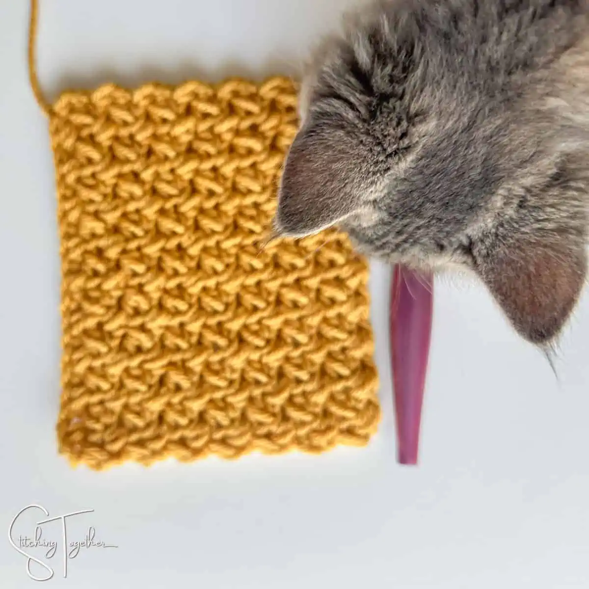 top of a kitten's head looking down at a swatch of crochet