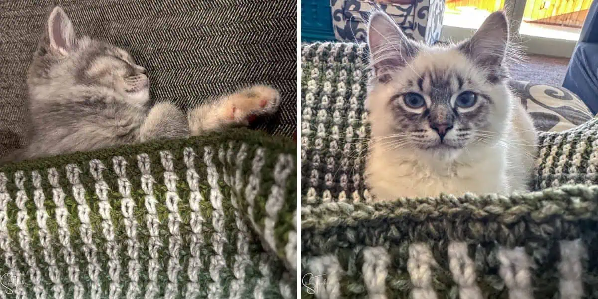 two different kittens laying under a chunky crochet blanket