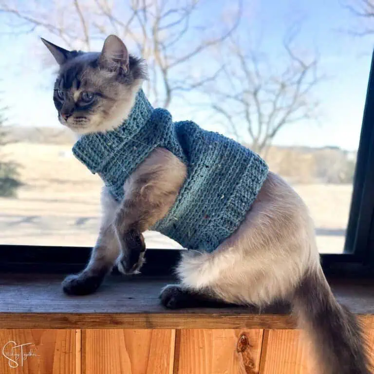 pretty cat wearing a blue crochet sweater