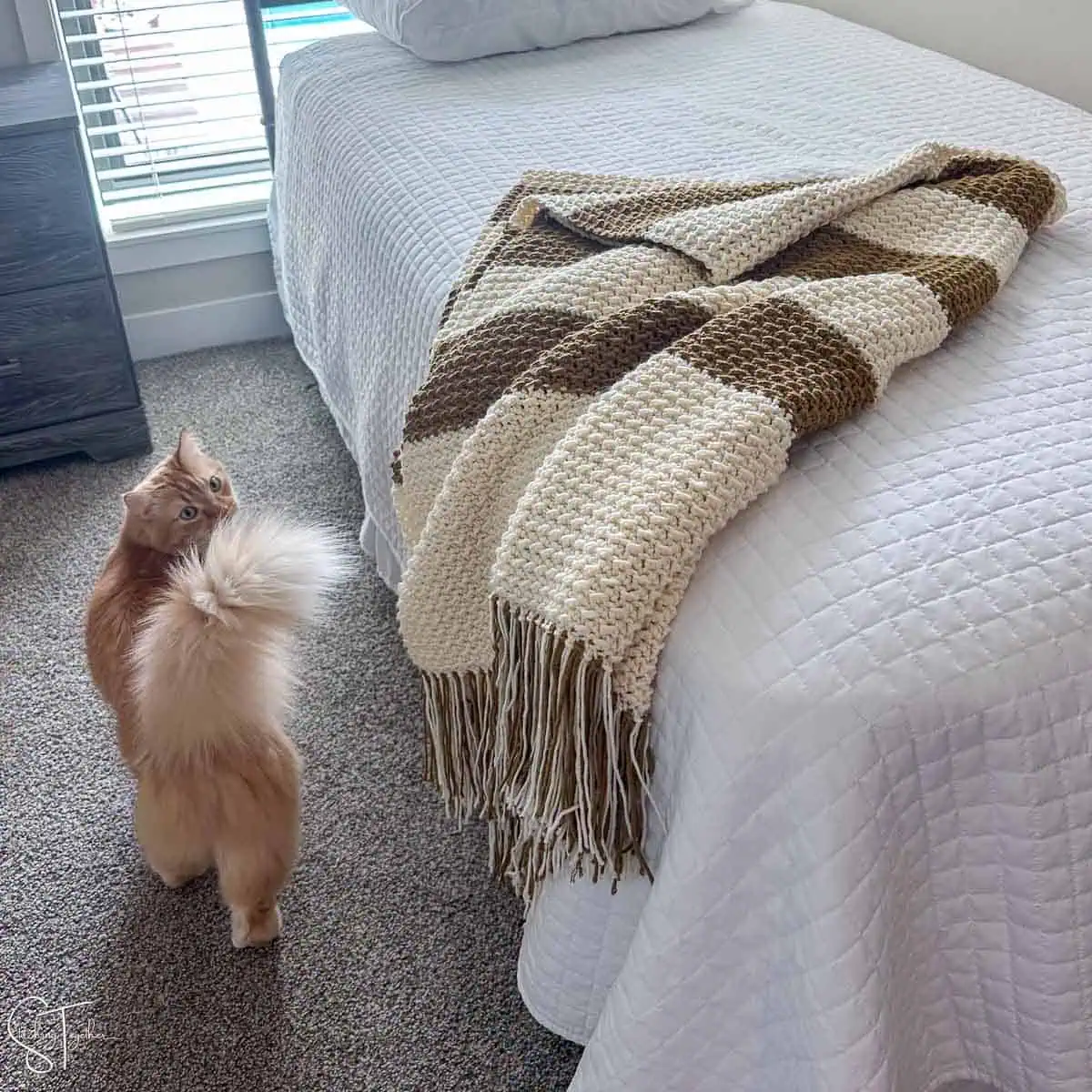 A cat standing on a bed next to a blanket.